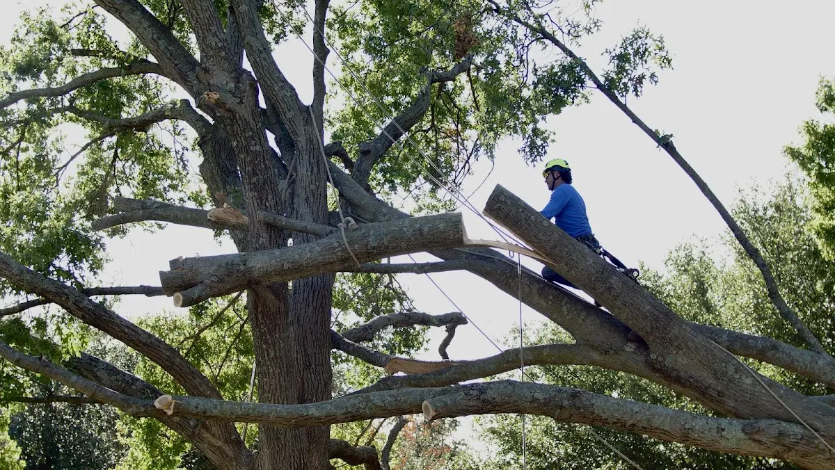 Professional Hazardous Tree Removal performed by certified arborists in Bynum